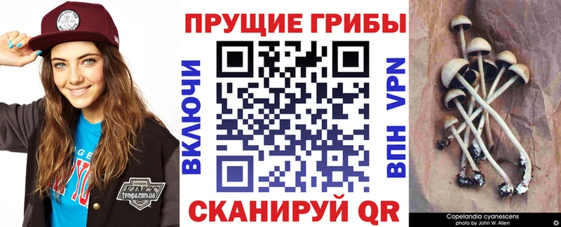 где купить наркоту  Костомукша  Галлюциногенные грибы мухоморы 